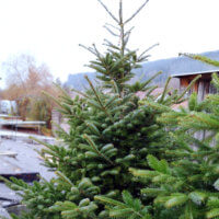 Christbäume von Blumen Wartner