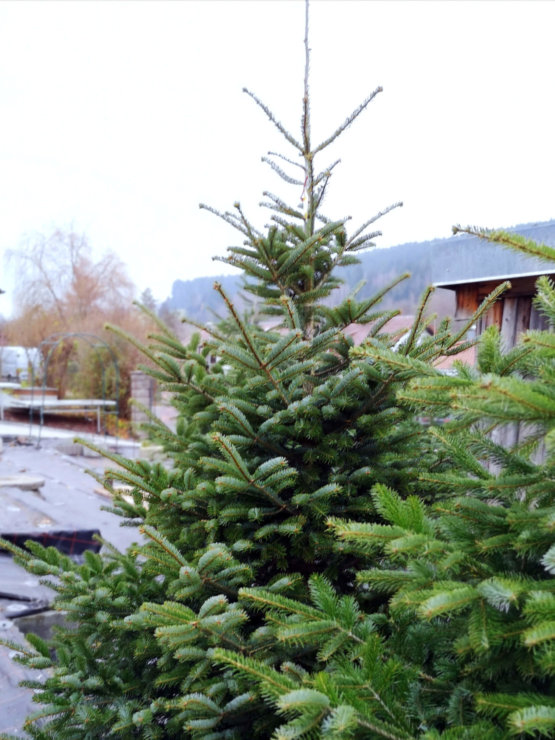 Christbäume von Blumen Wartner